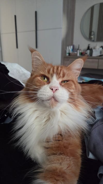 The media file is a close-up, horizontally oriented, low-angle shot of a Maine Coon cat. The cat has ginger and white fur, with distinct ginger patches on its head and back, and a fluffy white ruff around its neck and chest. Its eyes are large and a striking yellow-green color. The cat's head is tilted, and it appears to be looking directly at the camera with a calm, almost curious expression. Its nose is pink, and long white whiskers fan out from its muzzle.

The background is somewhat blurred, suggesting the focus is entirely on the cat. To the left, there appears to be a dresser or cabinet with several drawers, and a circular mirror reflecting some items on a shelf. The setting appears to be indoors, possibly a home environment, with a neutral-toned, modern aesthetic. There is no indication of the time of day or weather. No text is visible in the image.