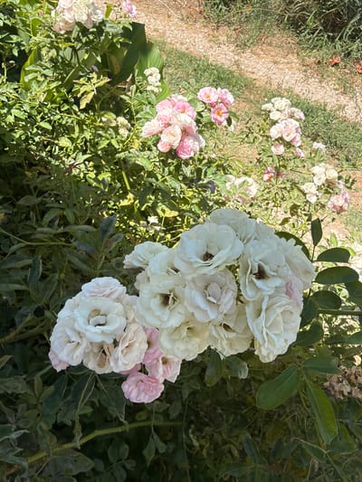 A cluster of white and pale pink roses is in the foreground, with some darker pink roses visible in the background. The roses are in bloom and are surrounded by green foliage. The ground behind the roses appears to be a path made of gravel and dirt, with dry grass and some green vegetation growing on either side. The scene suggests an outdoor setting, possibly a garden or park. There are no people or animals visible in the image. The lighting indicates it is daytime, likely sunny, with shadows cast by the plants. The location is identified as Ulcinj, Montenegro.