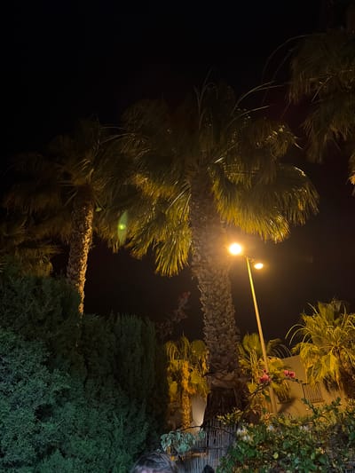 The image depicts an outdoor scene at night, likely in the city of Orihuela, Spain, characterized by several palm trees illuminated by artificial lighting. A prominent street lamp with a bright yellow glow is situated to the right of the central, thickest palm tree, casting light upwards onto its fronds and trunk. Another smaller light fixture is visible on the same pole. Dense green foliage, possibly a hedge, forms a dark mass on the left side of the frame, contrasting with the lighter tones of the palm trees. In the background, a light-colored building is partially visible, suggesting an urban or semi-urban environment. A wrought-iron fence or railing is seen to the right, adding architectural detail. Some pink flowers are also present on a branch in the mid-ground. A sliver of a person's head is visible in the bottom foreground, suggesting the photograph was taken from a low vantage point. The overall atmosphere is nocturnal, with the lighting creating strong highlights and shadows on the vegetation.