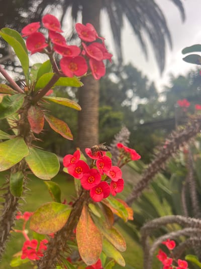 The photograph captures a close-up view of red crown of thorns flowers, with a bee actively collecting nectar from one of the blooms. The plant's spiky stems and green and yellowing leaves are visible, indicating it is likely in an outdoor setting. In the blurred background, a palm tree and other greenery suggest a garden or park environment. The image was taken in La Vera, Spain.