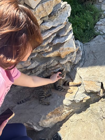 A woman is interacting with a cat amidst a rock formation in Lukovit, Bulgaria. The woman has brown hair, and she is wearing a pink t-shirt. She is petting the cat with her right hand. The cat is lying on its back on the rocky surface, its paws in the air. A smartphone is in her left hand. The area features light-colored rock formations. There is green vegetation growing amidst the rocks. Part of a dark shoe and dark blue leggins is visible in the upper right part of the picture.