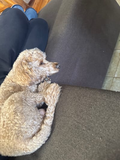 A small, light brown poodle is curled up asleep on a person's lap. The person is wearing dark pants and light blue slippers. They are seated on a brown couch in a room with beige tile flooring. The photo appears to be taken indoors. The location is Γερακινή, Greece.