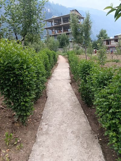 In Burwa, India, a concrete pathway stretches into the distance, flanked on both sides by meticulously trimmed green bushes. In the background, an unfinished multi-story building with exposed concrete floors and pillars stands prominently. Beyond the building, a lush green mountainside rises against a cloudy sky. In the middle ground, a few figures can be seen in the distance, their specific actions or interactions unclear. The overall scene depicts a developing area with a mix of natural landscape and ongoing construction.