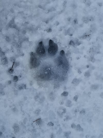 The image displays a close-up view of a single animal paw print deeply impressed into a snowy and icy surface. The print is centrally located and clearly visible, exhibiting distinct features. It shows four well-defined toe pads arranged in an arch above a larger, somewhat rounded or heart-shaped heel pad. The print appears dark grey within the lighter, irregular white and grey tones of the surrounding snow and ice, likely due to the compaction of the snow or shadows within the impression. There are no distinct claw marks visible directly in front of the toe pads.
The ground surface is a mixture of granular snow and areas of clearer, possibly partially melted and refrozen ice. This creates an uneven texture across the scene. Small pieces of organic debris, such as tiny twigs or plant fragments, are scattered across the snow, particularly in the lower left and upper right sections of the main image. The overall setting is an outdoor, cold environment, indicated by the presence of snow and ice. The lighting suggests it is daytime. The image captures the immediate aftermath of an animal moving through this wintry landscape. No text is visible in the image.