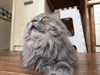 A close-up, eye-level, medium shot captures a long-haired gray cat resting on a brown wooden floor. The cat is looking upwards and to the left with its mouth slightly open. Its left eye is a vibrant yellow, and its right eye is partially visible and also appears yellow. The cat's fur is fluffy, and its paws are tucked beneath its chest. In the background, out of focus, are a white plastic stool and wooden furniture. The scene appears to be indoors, within a residential setting in Raivka, Ukraine.