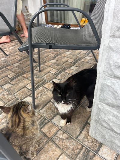 Two cats are on a tiled patio in front of a building. One cat, a black and white feline with green eyes, stands facing the camera, while the other cat, a brown tabby, is sitting facing away from the camera. In the background, there are outdoor chairs and a person's legs, suggesting a residential area.