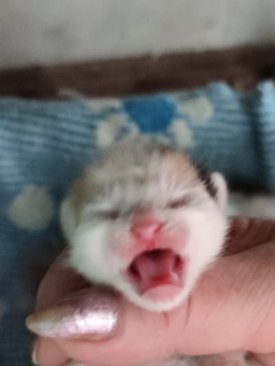 A macro, eye-level, slightly angled, close-up shot shows a person's hand holding a very young, small kitten. The kitten is facing the camera with its mouth wide open in a yawn or cry. The kitten has white fur on its face with brown and white patches on its head. The hand holding the kitten has painted fingernails, one of which is visible on the left side of the frame, and appears to be a shimmery, pale pink color. The background is blurred and shows a blue and white patterned blanket or fabric. The image does not provide any information about its location in the city of Narowlya, Belarus.