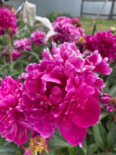 In the city of Lebyazhye, Russia, a close-up, eye-level shot captures a cluster of vibrant pink peonies in full bloom. The foreground is dominated by the intricate layers of petals of two large peonies. One flower, in the center right, displays a deep magenta hue with delicate white edges, while the peony to its left shows a slightly softer pink. Small insects are visible on the petals of the central flower. In the background, out-of-focus peonies of varying shades of pink, along with lush green foliage, create a soft backdrop. The scene suggests a garden setting, possibly a backyard, with hints of a fence and structures in the far distance, blurred by the shallow depth of field. The lighting appears to be natural daylight, illuminating the rich colors of the flowers.
