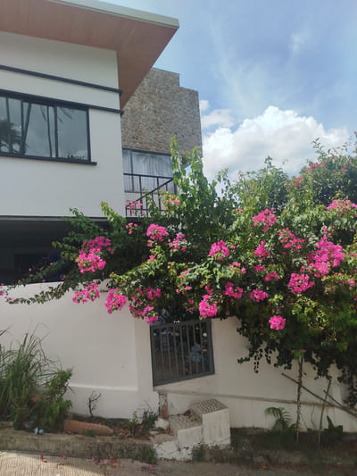 In Baan Harn, Thailand, a multi-story building with white exterior walls and a wood-paneled overhang is partially obscured by lush, vibrant pink bougainvillea flowers that cascade down the wall. The building features dark-framed windows, one of which reflects palm trees. Adjacent to the main structure, a section of the building is clad in rough-hewn stone. Below the flowering vines, a small, barred window is visible near a set of concrete steps. The ground level reveals a mix of vegetation, including tall grass and smaller plants, along with some debris. The sky above is a mixture of blue with scattered white clouds.