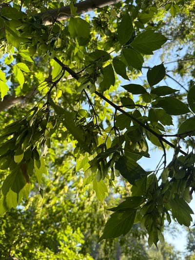 The image shows a close-up view of tree branches with green leaves and seed pods against a bright blue sky and blurred green foliage in the background. The lighting suggests it is daytime, with sunlight filtering through the leaves. There are no people or animals visible in the frame. The scene appears to be in a natural outdoor environment, likely a park or forest area. No specific details about Altayskiye Zori, Russia, can be inferred from the image alone.