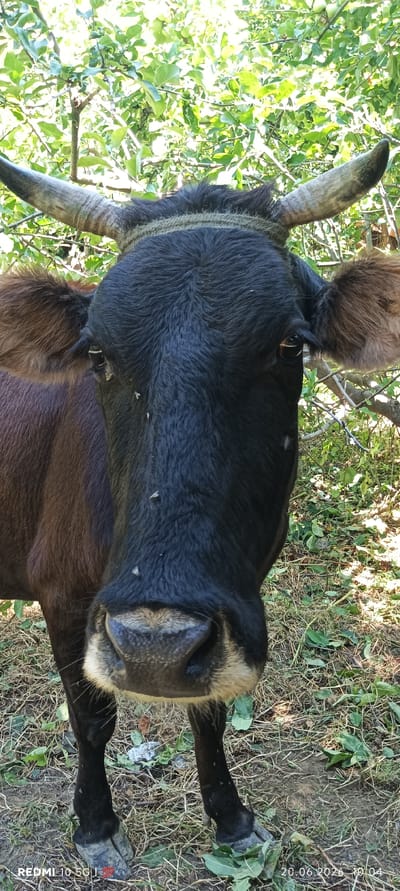 A close-up frontal view shows a black cow with short, curved horns and brown fur on its ears. The cow's face is dark, with its snout and muzzle visible. Several small flies are present on the cow's face and forehead. The cow is standing on the ground, which is covered with dry grass, leaves, and some green foliage. In the background, there are trees with green leaves and branches, suggesting an outdoor, possibly rural or park-like setting. The lighting indicates it is daytime, with sunlight filtering through the leaves. The bottom of the image contains text overlays, including "REDMI 10 5G" and a date and time stamp "20.06.2026 10:04". The location of Zaamin, Uzbekistan is not depicted in the image itself.