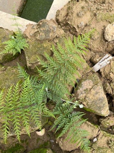 The image shows a close-up view of a small fern plant growing amongst rocks near a body of water. The fern has delicate, feathery fronds. The rocks are rough and uneven, with patches of green moss growing on them. In the background, a greenish liquid is visible, likely water. A small, broken white object, possibly a piece of ceramic or an eggshell, is nestled amongst the rocks. The overall scene suggests a natural, perhaps slightly neglected, outdoor environment. The location is specified as being in the city of Benuaraja, Indonesia.