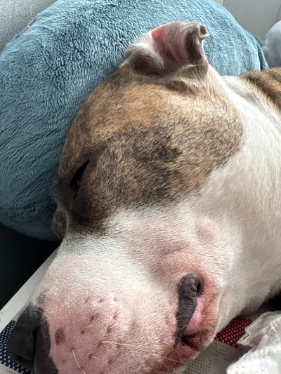 The image is a close-up, eye-level, horizontal shot of a brindle and white dog sleeping. The dog is lying on its side, with its head resting on a fluffy blue pillow. Its eyes are closed, and its mouth is slightly open, revealing a bit of its pink tongue. The dog's fur is short and coarse, with distinct patterns of brown, black, and white. Its nose is dark and wet, and its ears are large and floppy, with one ear folded over. The background is out of focus, but appears to be an indoor setting. There is no identifiable information in the image that would indicate its location in Kalisz, Poland.