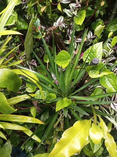 A vibrant, close-up, overhead shot captures a dense tapestry of tropical foliage. At the center is a rosette-forming plant with numerous long, spiky, dark green leaves, many glistening with water droplets, suggesting recent rain or watering.
Surrounding this central plant, a variety of other species thrive. On the left, elongated, lighter green, sword-shaped leaves are visible. The foreground and bottom right feature large, broad leaves in a bright yellow-green hue. Throughout the mid-ground and background, several distinctive plant types emerge: heart-shaped, bright green leaves intertwine with the spikier foliage, and striking green and purple/white striped leaves are prominent. Small hints of pink or reddish flowers can be spotted deeper within the dense greenery.
Interspersed among the plants are dark, irregularly shaped objects, possibly pieces of wood or tree stumps, and a small, dark grey cylindrical object near the center-right. The scene is lush and verdant, reflecting a humid, tropical environment. No human activity or visible text is present in the image. The natural light suggests it is daytime, possibly overcast.