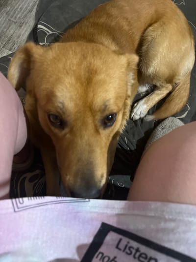 A close-up, high-angle shot depicts a golden-brown dog lying down. The dog is positioned near a person, whose knee and part of their shirt are visible. The shirt is light-colored with a dark graphic or text on it. The dog is lying on a gray, patterned blanket or sheet. The dog's head is closest to the camera, with its eyes open and looking upwards. The location appears to be indoors, based on the lighting and visible flooring. The scene does not appear to be in the city of Vesyoloye, Russia.