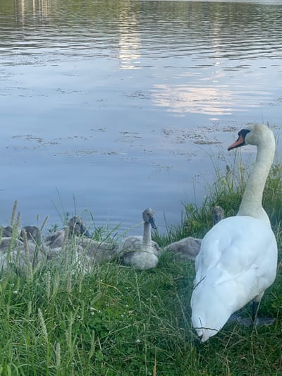 The image shows a family of swans by the water's edge. A large, adult white swan is in the foreground, bending its neck to look down towards the water and some of its cygnets. The swan has a black beak with an orange tip and black eyes. Several grey cygnets are visible, clustered near the adult swan and nestled in the green grass along the bank. Some of the cygnets are partially obscured by the grass and the adult swan. The water in the background is calm with ripples reflecting the sky. The scene appears to be set in a natural environment, likely a lake or pond, with lush green grass and vegetation bordering the water. The lighting suggests it may be late afternoon or early evening, with soft light casting gentle reflections on the water. There is no visible text in the image. The overall impression is one of a serene natural moment, capturing a family of swans in their habitat. The location context provided is Ждановіцкі сельскі Савет, Belarus.