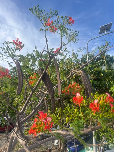 In Ban Haad Rin, Thailand, a flamboyant tree with vibrant red and orange flowers and long, brown seed pods is in full bloom against a clear blue sky with wispy clouds. The tree's branches are bare in some areas, revealing its gnarled structure, while others are laden with delicate green buds and clusters of brightly colored flowers. In the background, lush green foliage forms a dense canopy, suggesting a tropical environment. To the right, a modern street light with a solar panel is visible, hinting at the urban or semi-urban setting. Below the tree, the lower portion of the image shows a glimpse of a parking area with several vehicles, including a blue car and parts of a red and silver car, suggesting this is a roadside or publicly accessible area. The overall scene captures the dynamic beauty of nature intertwined with man-made elements in a tropical landscape.