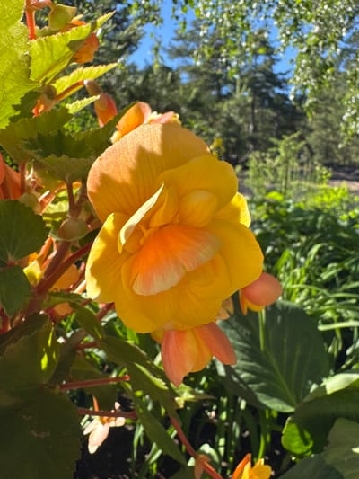 A close-up, eye-level shot shows a vibrant yellow begonia flower in full bloom, its petals layered and tinged with orange near the center. The flower is positioned to the right of the frame, with its prominent bloom facing slightly left. To the left of the main flower, a cluster of smaller, unopened buds and leaves of the same plant are visible. These leaves are large, textured, and a deep green, some with reddish veins and stems.

The background is a soft, blurred composition of a natural outdoor setting. Lush green foliage, likely part of a garden or park, fills the middle ground. Further back, the scene transitions to a dappled forest of evergreen trees under a clear, bright blue sky. Sunlight filters through the leaves, creating highlights and shadows on the plants. The overall impression is one of a sunny day in a verdant, possibly botanical garden environment. The scene is located in the city of Zelenaya Roshcha, Russia.