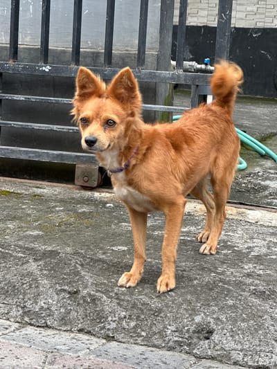 A reddish-brown dog stands on a weathered concrete surface in Kerobokan, Indonesia. The dog, wearing a thin purple collar, exhibits medium-length, shaggy reddish-brown fur, a cream-colored chest and belly, erect pointed ears, and a tail curled over its back. Its dark eyes are directed forward, with a visible tear stain under the left eye. The concrete ground features scattered green moss. In the background, a dark metal fence with vertical bars and horizontal supports is present. Behind the fence, a light-colored wall with a horizontal block pattern is visible. To the dog's right, a light blue water valve is mounted on a pipe behind the fence, and a green garden hose lies partially visible on the ground. A metal roller mechanism for a gate is positioned at the base of the fence.