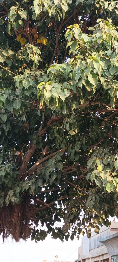 This vertical image displays a vibrant, dense canopy of a large tree, likely a Ficus species such as a Banyan or Peepal, given the visible thick branches and prominent aerial roots hanging from the lower left side. The tree is abundant with green, heart-shaped leaves, though some scattered leaves within the canopy show a yellowish hue, indicating natural variation or age. Sunlight filters through the foliage, creating bright highlights on many of the leaves and illuminating parts of the branches, suggesting either early morning or late afternoon.
The upper two-thirds of the frame are dominated by the intricate network of leaves and branches. Below the tree, a bright, clear sky is visible. In the bottom right corner, a segment of a light-colored building can be seen, characterized by its light blue and white facade and distinct architectural lines. A corrugated metal awning or roof structure extends from the building. A thin, dark wire or cable runs horizontally across the lower part of the image, passing near the building.
The scene depicts an outdoor setting, likely in an urban or semi-urban area within Kaura Goje, Nigeria. There are no people or specific activities taking place. The overall impression is one of natural tranquility amidst a built environment under clear, sunny weather conditions. No text is visible in the image.