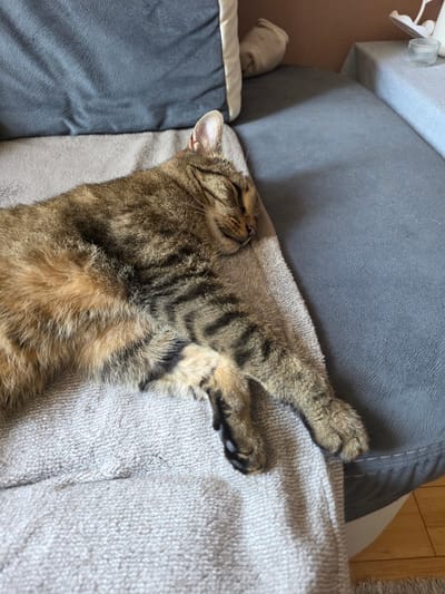 A tabby cat is sleeping on a sofa covered with a light grey towel. The cat is lying on its side with its eyes closed and its paws extended. The sofa is dark grey. In the background, there is a brown wall and a table with a glass and a decorative object. The scene appears to be indoors, likely in a residential setting. There is no information in the image to suggest a specific location in Brzeg, Poland.