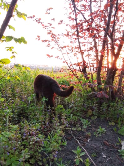The image shows a dark brown cat with its back to the viewer, walking through a field of green plants and small purple flowers. To the right, there are small trees with reddish-brown leaves, backlit by the setting sun, which casts a warm glow on the scene. A tree with green leaves is on the left. The ground in the foreground is darker with some small twigs. The location is Khlevnoye, Russia.
