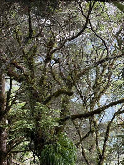The image depicts a dense, moss-covered forest canopy. Tree branches dominate the foreground, with numerous epiphytes and moss growing on them. In the upper center, there is a glimpse of a hazy landscape, suggesting a vantage point overlooking a valley or distant hills. The photo was likely taken in a humid, forested area. The specific location within Santa Tecla, El Salvador cannot be determined from the image alone. The image doesn't show any people or interactions.
