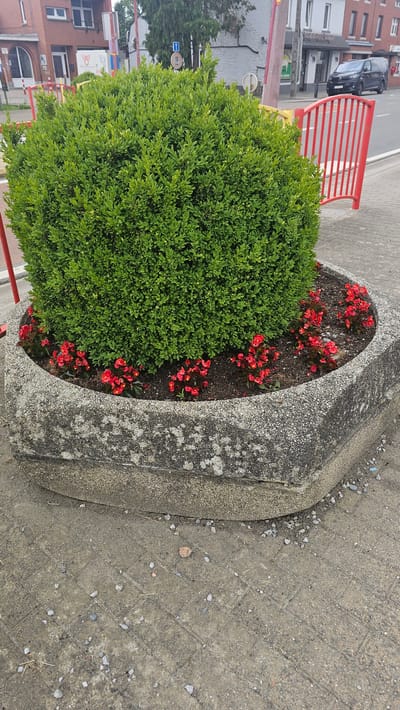 A large, rounded green shrub is planted in a hexagonal concrete planter filled with dark soil and bordered by small red flowers. The planter sits on a paved sidewalk made of square concrete slabs. In the background, a street is visible with a black van driving on it and a red metal fence to the right of the planter. Buildings, one with a white facade and the other with red brick, are visible behind the shrub and street. A street sign with a blue square and a white arrow pointing upwards, indicating a one-way street, is also present. The scene appears to be an outdoor public space in the city of Boussu-lez-Walcourt, Belgium.