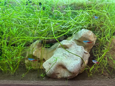 The image shows a freshwater aquarium with dense green aquatic plants, several light-colored rocks, and four neon tetras swimming among the plants. The neon tetras are small fish characterized by their bright blue and red stripes. The aquarium substrate appears to be dark sand or gravel. The lighting suggests an indoor environment. There is no information to place this image in the city of Busmantsi, Bulgaria.