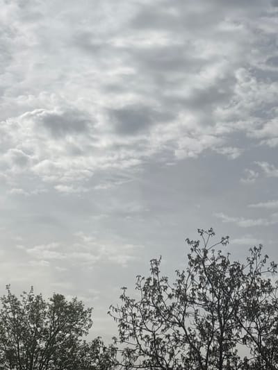 The image depicts a cloudy sky with tree branches visible in the upper right and lower right corners. The clouds are predominantly white and gray, creating a textured appearance. The tree branches appear dark against the light sky. The location is unspecified and cannot be determined from the visual content of the image. There is no identifiable information about the city of Selyanin, Bulgaria, or any specific location within it. The scene contains no people, actions, or interactions.