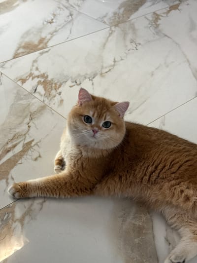 A light orange cat lies on a marble floor. The cat is positioned diagonally in the frame, its head facing the camera. The cat's fur is dense and fluffy. Its eyes are green and wide. The floor has a white base with brown and gray veining. The veining creates a marble pattern with various lines and shapes throughout. The lighting is bright, casting a slightly reflective sheen on the floor. It is unknown if this image was taken in the city of Молодёжный, Russia.