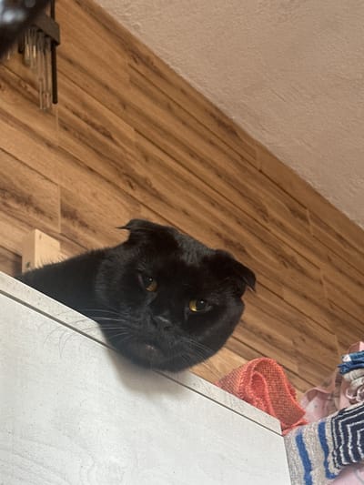 A black cat with folded ears and yellow eyes rests its head on a white surface, looking towards the camera. The cat's body is mostly obscured, but its face and front portion are visible. Behind the cat, a wooden paneled wall is visible, with a light-colored ceiling above. To the right of the cat, a pile of colorful fabrics, possibly towels or blankets, is stacked on another surface. The scene appears to be indoors, in a domestic setting, with no indication of the city of Snt Del'fin, Russia. The lighting is natural, casting shadows on the white surface.
