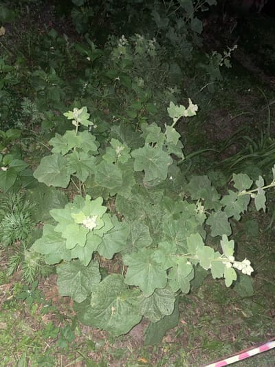 The image shows a dense patch of lush green plants with large, lobed leaves and clusters of small, pale flowers, likely in a natural or semi-wild setting within the city of Shebunino, Russia. The ground is covered with soil and scattered leaf litter. The lighting suggests it is dusk or nighttime, with some artificial light illuminating the vegetation from an unspecified source. The overall scene is one of overgrown greenery, typical of an undeveloped area or a neglected garden.