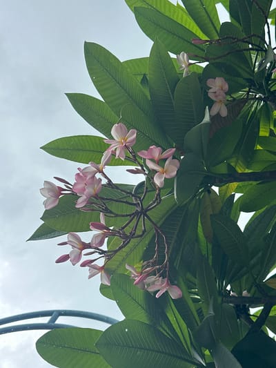 A low-angle, outdoor shot captures a cluster of pink and white Plumeria flowers blooming on a tree against a bright, overcast sky. Lush, green leaves surround the flowers, and a curved, blue metal structure is visible in the lower left corner. The scene appears to be a botanical garden or a natural setting within Phuket City Municipality, Thailand, suggested by the tropical flora. There are no people or animals present.