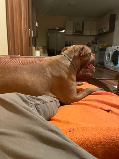 A brown dog with a grey collar is lying on an orange blanket. The dog's head is turned to the right, and its mouth is open, showing its tongue. The dog appears to be looking at something off-camera. In the background, a kitchen can be seen with cabinets, a refrigerator, and a washing machine. The scene is indoors, and it is not possible to determine the specific location within Malevo, Bulgaria.