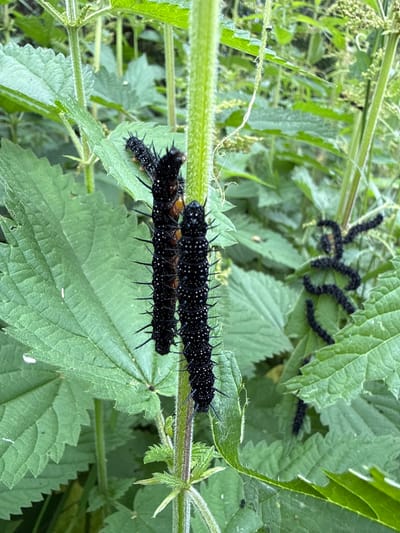 This media file depicts a close-up view of several black caterpillars with white spots and spiky protrusions, clustered on green nettle leaves. Two larger caterpillars are prominently featured in the foreground, positioned horizontally on a nettle stem. In the background, a group of smaller caterpillars are scattered across other nettle leaves, some appearing to be in a feeding frenzy. The scene is set in a natural outdoor environment, characterized by lush green foliage, suggesting a daytime setting under natural light. The focus is entirely on the caterpillars and their host plant, highlighting their presence and activity within their habitat. The image conveys a sense of the natural life cycle, with the caterpillars actively consuming their food source. There is no visible text in the image. The location context provided is Verkhne-Pozim', Russia.