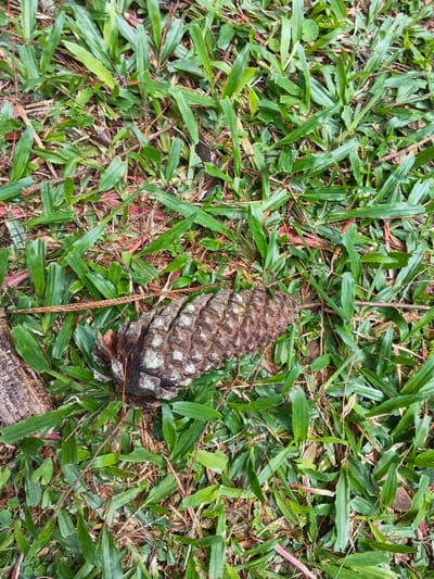 A pinecone lies nestled amongst vibrant green grass. The cone is brown with visible scale patterns and a charred base. Brown pine needles and fallen debris are scattered throughout the grass, adding texture and depth to the scene. The composition is natural and earthy, capturing a moment in a garden setting.