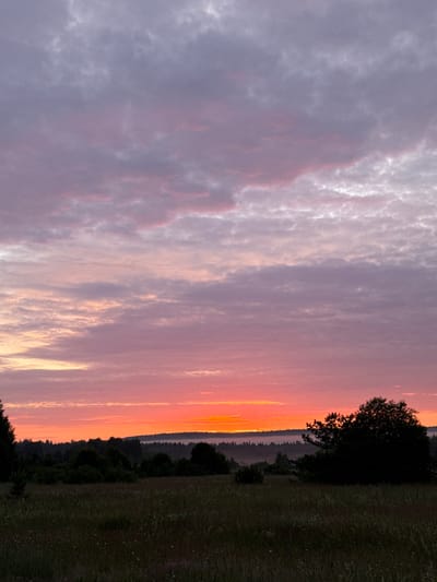 A rural landscape at dawn is depicted, featuring a vibrant sunrise over a distant tree line. The sky is filled with a gradient of colors, transitioning from a bright orange at the horizon to shades of pink and purple towards the top. Wispy clouds are scattered across the sky, catching the early morning light. In the foreground, a field of tall grass and wildflowers is visible, casting a shadow in the dim light. A large, silhouetted tree stands to the right of the frame, with a dense forest and rolling hills forming the middle ground. A thin layer of mist hovers above the distant treeline, adding a sense of depth to the scene. The location is identified as Михайловка, Russia. There are no people or animals present in the image.
