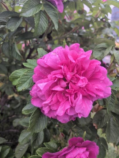 A close-up, vertical, eye-level shot captures a vibrant pink, multi-petaled flower, likely a rose, glistening with water droplets. The flower dominates the frame, its intricate layers of petals drawing the viewer's attention. The surrounding foliage is a deep green, creating a soft-focus background that emphasizes the bloom. The image is taken in an outdoor setting, possibly a garden or park. The lighting suggests an overcast day. The scene is devoid of any human presence or activity. Given the context, this image could have been taken in a botanical garden or a public park in Helsinki, Finland, such as the Kaisaniemi Botanical Garden or Seurasaari Open-Air Museum.