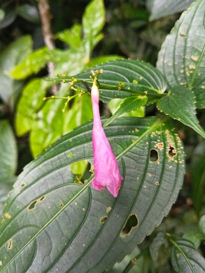 A close-up photograph, taken in Tây Ninh, Vietnam, captures a single, elongated, pink flower bud, approximately 6-7 cm in length, suspended from a thin green stem with multiple smaller, nascent green buds. The pink bud tapers to a lighter, almost white tip where it attaches to the stem, and its lower portion exhibits a slightly crinkled appearance, suggesting either a wilting state or an unopened bloom. Dominating the mid-ground behind the flower is a large, dark green leaf with prominent parallel venation. This leaf displays numerous irregular perforations and scattered yellowish-brown discolorations, indicative of environmental damage or insect activity. The background consists of out-of-focus green foliage, creating a dense, natural setting under diffused lighting conditions.