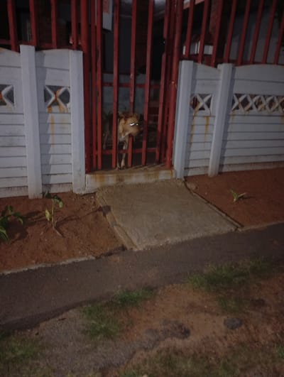 A medium shot depicts a tan-colored dog standing behind a red metal gate set into a white fence in a residential area. The fence is partially visible, with white posts and horizontal planks featuring decorative "X" designs. The gate is composed of vertical red bars. The dog is partially obscured by the gate bars, but its head and front legs are visible. Its eyes reflect light, creating a glowing effect. The ground in front of the fence is covered in reddish-brown soil with sparse vegetation. A concrete slab sits directly in front of the gate, leading to a dark asphalt road. The overall lighting is low, suggesting the photo was taken at night or in a dimly lit area. The image may be in Johannesburg based on metadata from the source.
