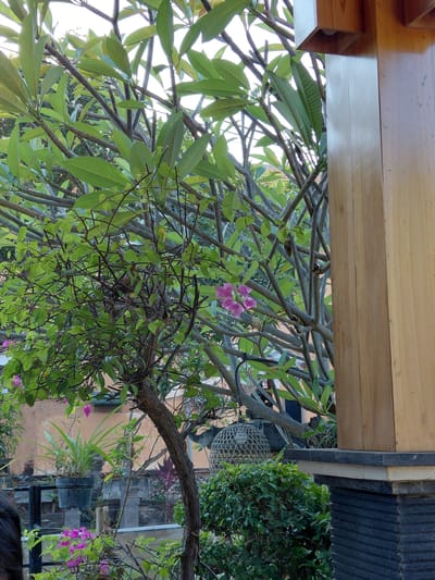 The image depicts a serene outdoor setting with lush greenery and architectural elements. In the foreground, a wooden pillar, possibly part of a building or pavilion, stands to the right, its smooth, light-colored wood contrasting with the surrounding natural elements. To the left of the pillar, a dense canopy of green leaves from a tree fills a significant portion of the frame, with some branches reaching across. Among the leaves, a cluster of vibrant pink flowers is visible, adding a splash of color to the scene.

In the background, a warm-toned wall suggests a building. A black metal railing runs horizontally, supporting potted plants. One black pot contains a spiky green plant, while another contains lush green foliage. Beyond these, a variety of stone structures and more greenery can be seen, including a woven spherical object hanging from a branch. The overall impression is one of a well-maintained garden or courtyard, possibly in a tropical or subtropical climate, given the plant types. The lighting suggests it might be late afternoon or early morning, with soft light filtering through the leaves. The scene appears to be in a residential or a hospitality setting. Without specific landmarks, pinpointing the exact location within Buleleng, Indonesia, is not possible, but the flora and architectural style are consistent with many areas in Bali.