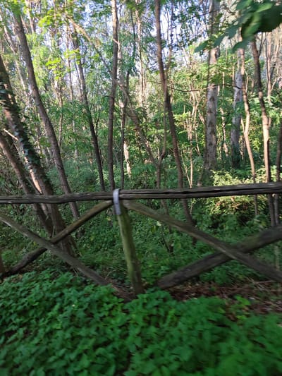 The image depicts a forest scene with a wooden fence in the foreground. The fence is constructed from rough-hewn logs, with diagonal supports creating a criss-cross pattern. A metal clamp is visible securing one of the fence posts. Behind the fence, a dense forest of trees with lush green foliage dominates the background. The lighting suggests it is daytime, with sunlight filtering through the leaves. The ground is covered in green undergrowth, with some patches of dry leaves. There are no people or animals visible in the image. The scene appears to be a natural area, possibly a park or woodland path. The presence of the fence suggests a boundary or a way to guide visitors. The overall impression is one of a serene and natural environment.
