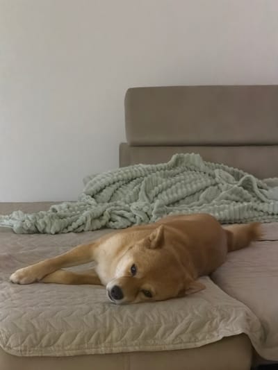 An indoor scene captured in an overhead view features a light brown Shiba Inu dog lying on a piece of furniture. The dog is positioned towards the right side of the frame, resting on a light beige or off-white quilted surface, which appears to be a sofa or bed. Its head is slightly turned towards the left, and its front paws are gently crossed, suggesting a relaxed posture. The dog's expression is calm and placid.

To the left of the dog, a soft, chunky knit blanket in a muted mint green or light teal color is draped over the same furniture, adding a textured element to the composition. The blanket has a distinctive looped or braided pattern. The background on the far left consists of a plain, light-colored wall, likely off-white or light gray, contrasting with the warmer tones of the dog and furniture.

The lighting is soft and even, indicating an indoor setting without harsh direct light. No people are visible in the image, and there is no visible text. The overall atmosphere is quiet and domestic. Although the location context is Priseltsi, Bulgaria, no specific visual cues within the image confirm this location.