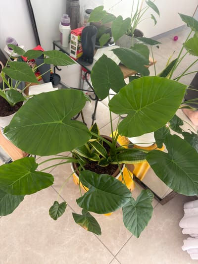 This is an overhead shot of several houseplants indoors, situated on a tiled floor, likely in Sderot, Israel, given the context of the prompt. The plants are predominantly large-leafed green varieties, with one plant featuring a snake plant with variegated leaves nestled among the larger foliage. The plants are in various pots, one of which is yellow. In the background, a shelf holds several bottles and boxes, including what appears to be a bottle of detergent with a purple cap and a box with graphics of plants. A black boot-shaped object is also visible on the shelf. A mirror reflects some of the objects and the environment. The lighting suggests an indoor setting with natural light.