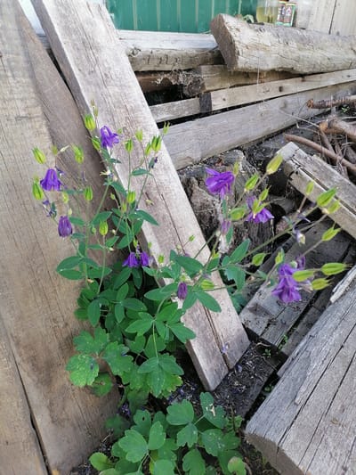 This image depicts a patch of purple columbine flowers growing in a rustic outdoor setting. The flowers, with their distinctive spurred petals and delicate green sepals, are the main subjects, with several in bloom and others in bud. They are clustered amongst lush green foliage. The background consists of weathered, rough-hewn wooden planks, suggesting a neglected or utilitarian area, perhaps a backyard or a storage area for lumber. These planks are stacked and leaning at various angles, creating a textured, natural backdrop. The ground appears to be dark soil with some scattered debris. In the upper right corner, a glimpse of a green corrugated metal structure is visible, possibly part of a shed or fence. There are also some small twigs and branches amongst the wood. The lighting suggests it is daytime, with natural sunlight illuminating the scene. No people are visible. The overall impression is one of nature reclaiming a man-made, somewhat untidy space, with the vibrant purple flowers providing a striking contrast to the muted tones of the wood. The location context is Lobkovo, Russia.