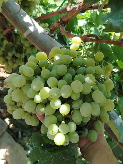 A close-up shot captures a hand holding a large bunch of ripe green grapes. The grapes are plump and round, with a slightly translucent skin that shows subtle variations in green and yellow hues. Some grapes have a light bloom, indicating freshness. The hand, partially visible, has tanned skin and is gently cupping the bottom of the bunch, suggesting the grapes are being harvested or presented.
The background is filled with lush green grape leaves and tangled vines, bathed in bright sunlight that creates dappled shadows. In the upper left, a weathered, light-colored wooden pole, possibly a support for the vine, is visible, wrapped with a white band. The overall setting is an outdoor vineyard, likely in Shovot, Uzbekistan, given the sunny climate and agricultural context. The image conveys a sense of abundance and the natural beauty of a vineyard.