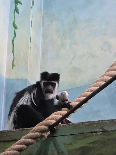 A black and white monkey, possibly a colobus monkey, is suspended from a thick rope near a green wooden structure. The background consists of a light blue and white wall painted with horizontal stripes, possibly depicting a habitat or enclosure. The scene is indoors. There is no evidence to confirm the city of Uspenskii, Russia.