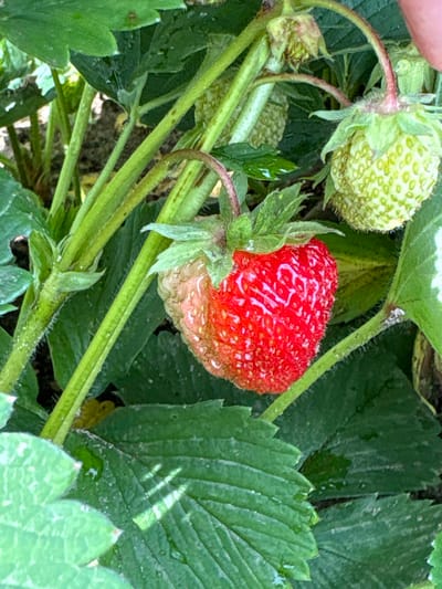 The image shows a close-up of a strawberry plant in what appears to be a garden setting in Дресвяново, Russia. The main subject is a ripe red strawberry with its characteristic seeds visible on its surface. The strawberry is partially shaded by large green leaves. To the left of the ripe strawberry, there are two unripe green strawberries, one of which is in focus and the other slightly out of focus. The plant has several green stems and leaves, some of which appear to have water droplets on them, suggesting recent rain or watering. The lighting suggests it is daytime, possibly overcast or with dappled sunlight filtering through the leaves. The overall impression is of a natural outdoor scene, focusing on the growth and readiness of the strawberries. There are no people or visible text in the image.