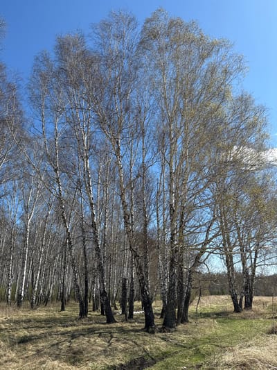 The image shows a birch forest located in Verkh-Chebula, Russia, at the coordinates provided. The forest is predominantly composed of birch trees, with a few other deciduous trees interspersed throughout. The ground is covered in dry leaves and grass, with some patches of green grass beginning to emerge. The sky is blue with a few white clouds. The trees are mostly bare, with some leaves beginning to emerge, indicating a transitional period between winter and spring. The trees are relatively tall and slender, with white bark. The trunks of the trees are mostly unbranched until they reach the top of the canopy.  The scene is quiet and peaceful, with no people or animals visible. The only movement is the swaying of the tree branches in the wind.